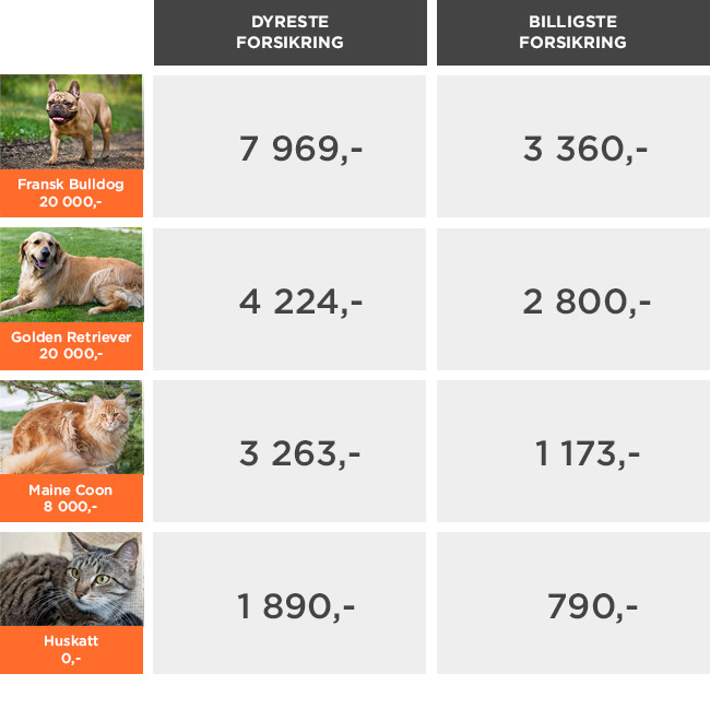 Stor prisforskjell på test av hundeforsikring og katteforsikring